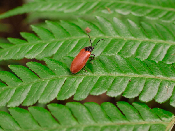 オキナワアカミナミボタル