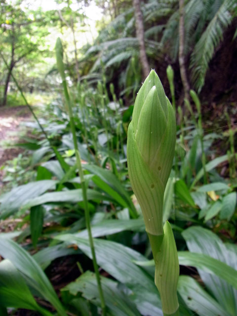 カクチョウラン蕾