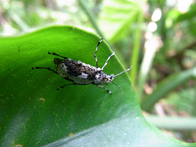 クロヘリオオヒゲナガゾウムシ雌
