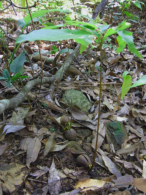 オキナワウラジロガシ芽生え