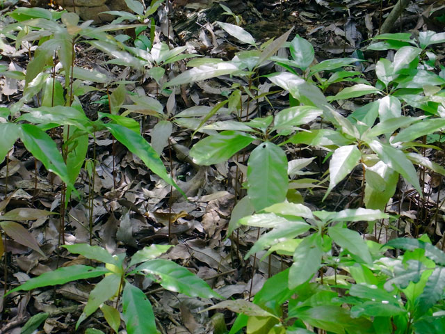 オキナワウラジロガシ幼木