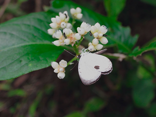 リュウキュウウラボシシジミ