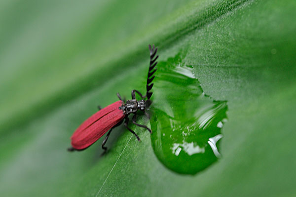 オオシマカクムネベニボタル