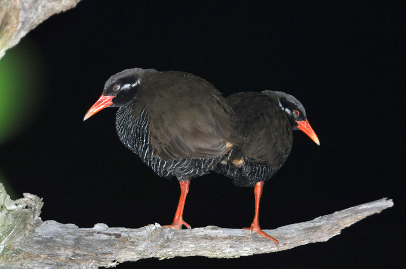 ヤンバルクイナ