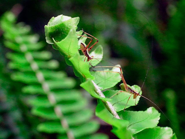 ヘリグロユツムシ若齢幼虫