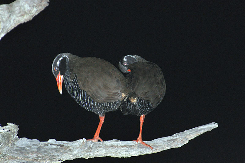 ヤンバルクイナ・ペア