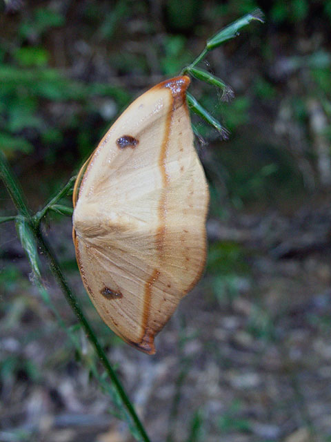 クロモンカギバ成虫（2005年撮影）