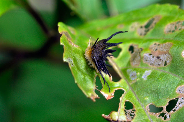 イチモンジカメノコハムシ幼虫