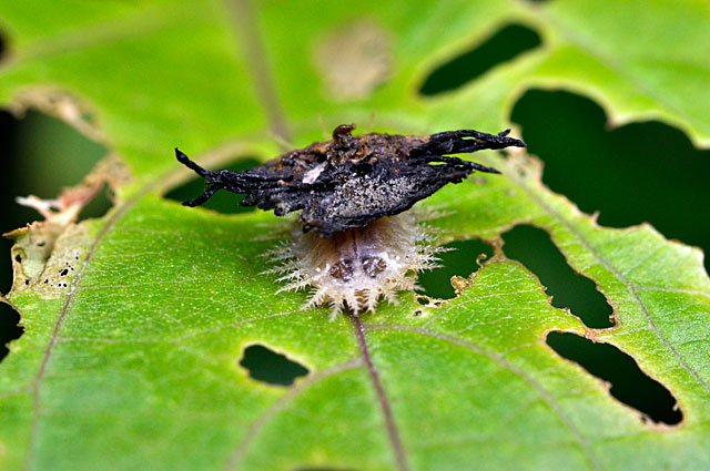 イチモンジカメノコハムシ幼虫威嚇