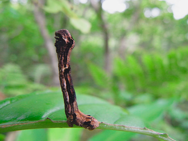 シャクガの一種の幼虫