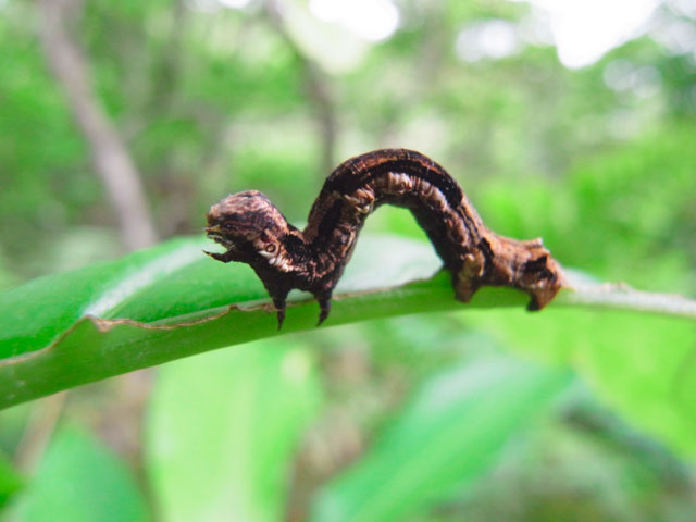 シャクガの一種の幼虫