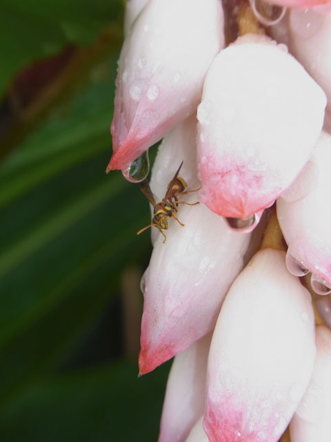 チビアシナガバチ