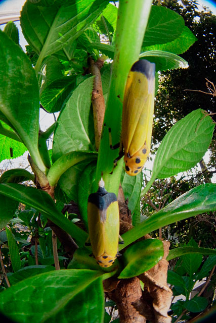 ツマグロオオヨコバイ