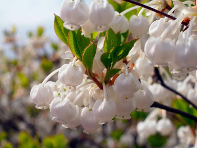 ドウダンツツジ