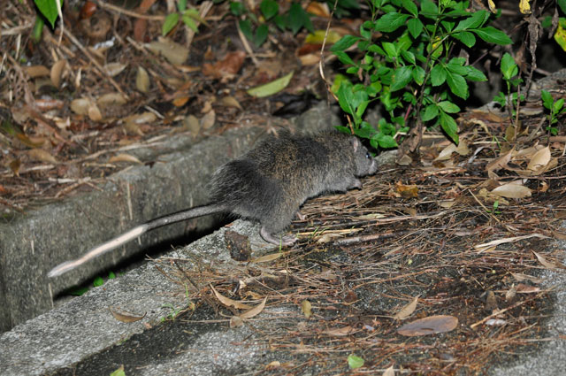ケナガネズミ幼獣