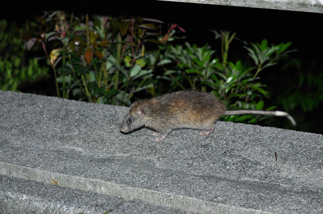 ケナガネズミ亜成獣