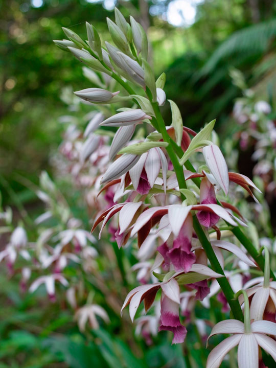 カクチョウラン