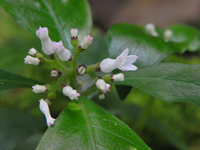 チャボイナモリ