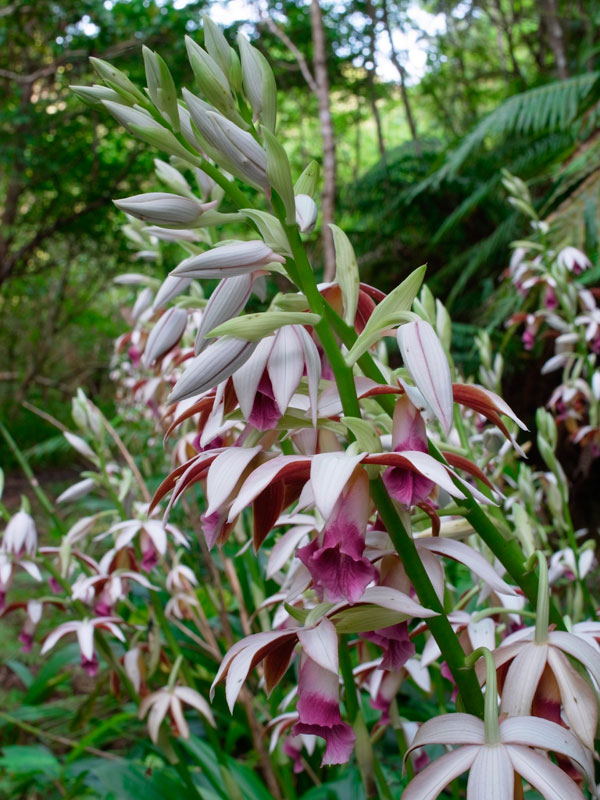 カクチョウラン