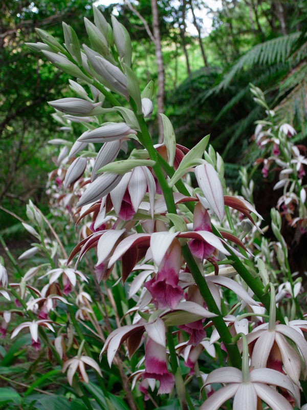 カクチョウラン
