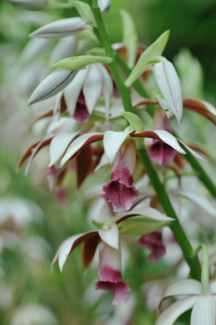 カクチョウラン