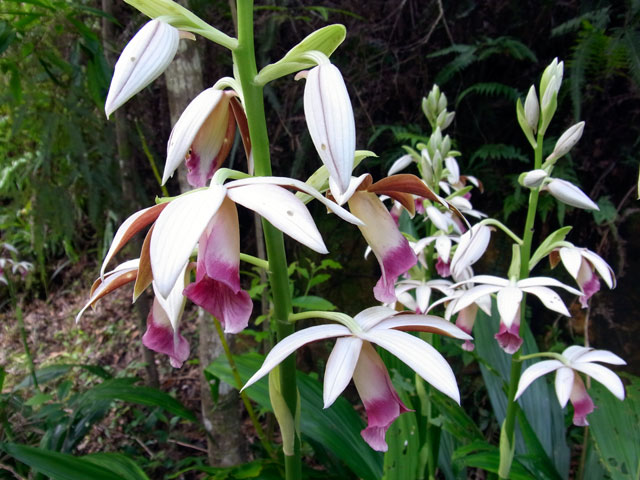 カクチョウラン