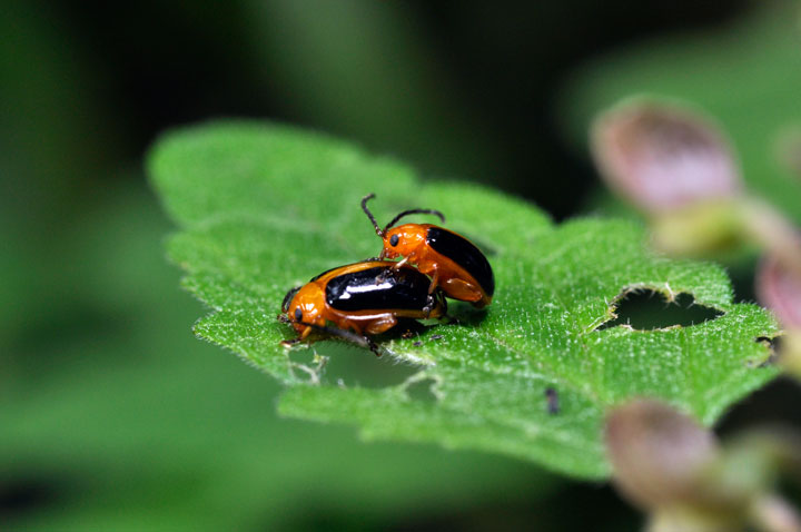 キベリノミハムシ