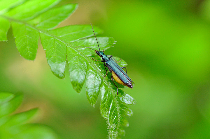 フタイロカミキリモドキ雌