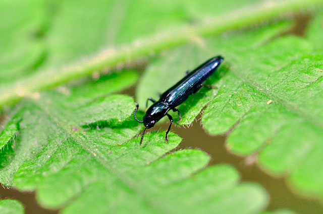 チュウジョウコメツキモドキ