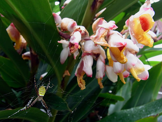 ナガマルコガネグモとゲットウ