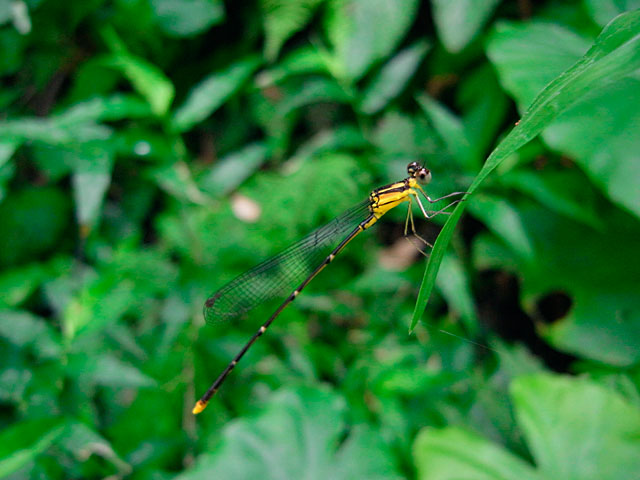 リュウキュウルリモントンボ雌