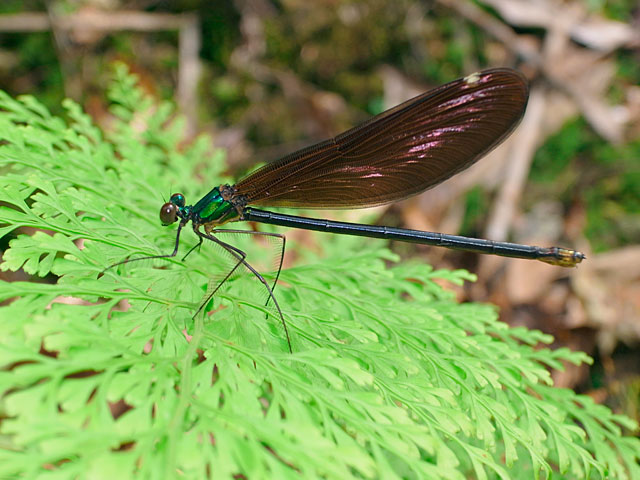 リュウキュウハグロトンボ雌
