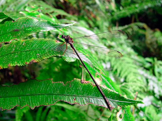 リュウキュウトゲオトンボ