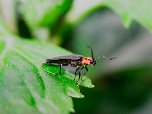 オキナワマドボタル雄