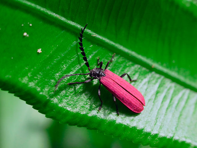 オオシマカクムネベニボタル