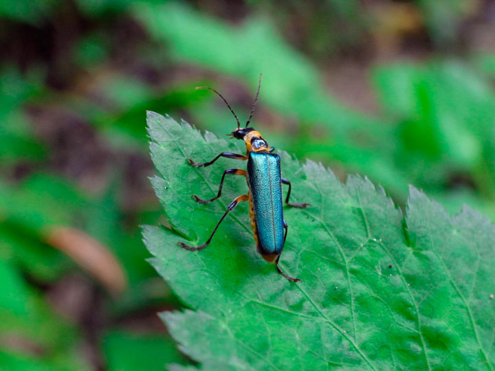 アマミアオジョウカイ