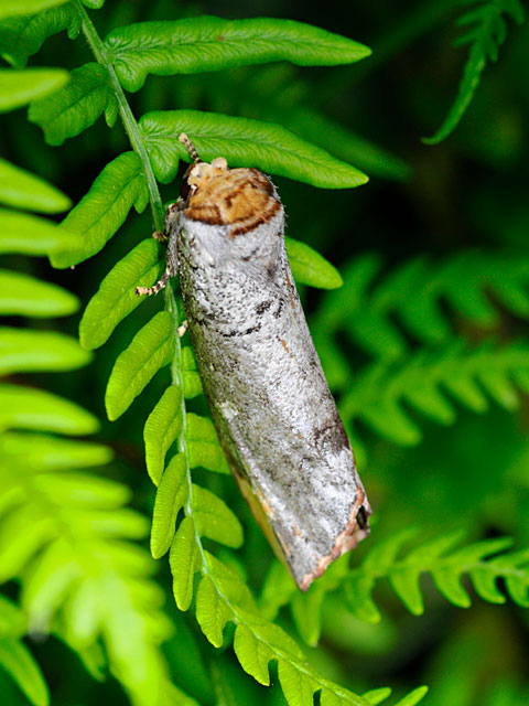 クロツマキシャチホコ(2008年9月撮影）