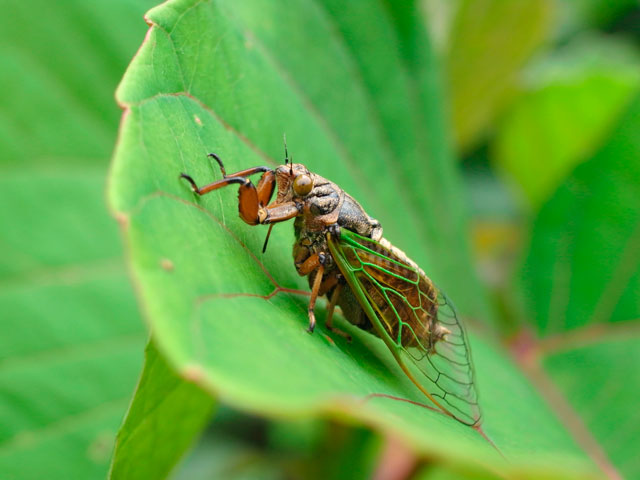 イワサキクサゼミ雄