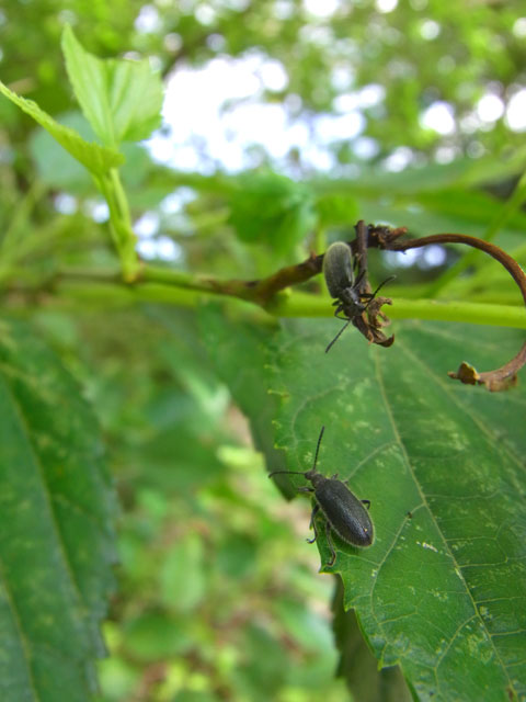 ウルマクロハムシダマシ