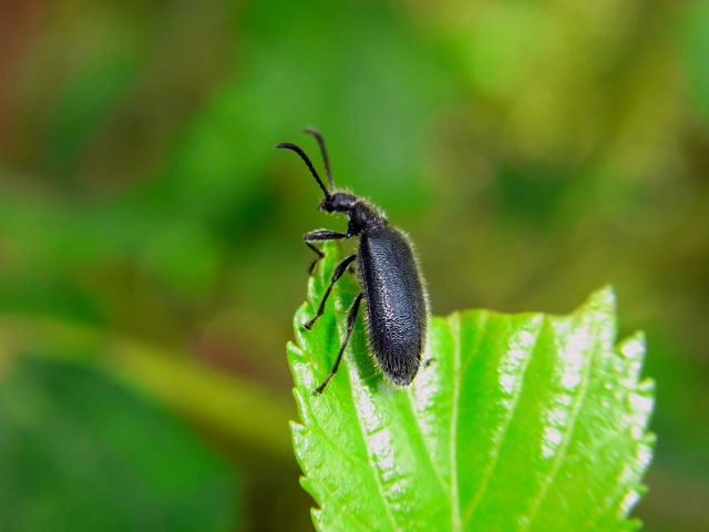 ウルマクロハムシダマシ