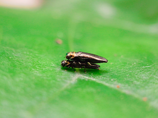 キンイロエグリタマムシ