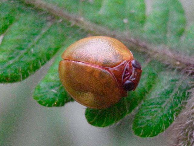 オキナワマルウンカ