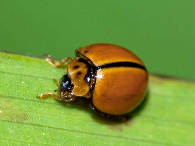 チャイロテントウ(2004年5月撮影）