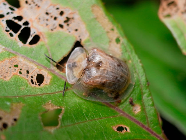 イチモンジカメノコハムシ