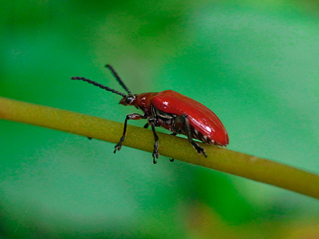 オキナワクビナガハムシ