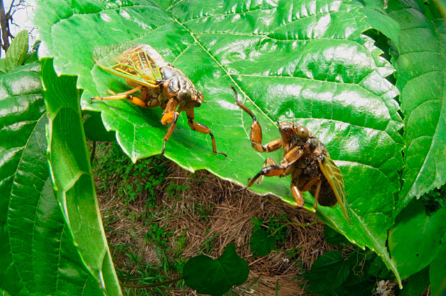 イワサキクサゼミ求愛？