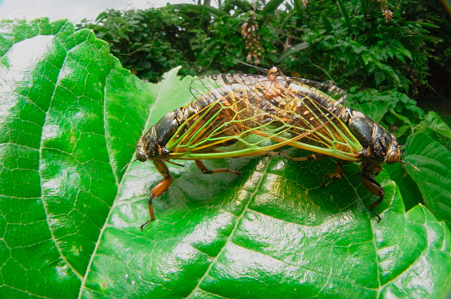 イワサキクサゼミ交尾ペア