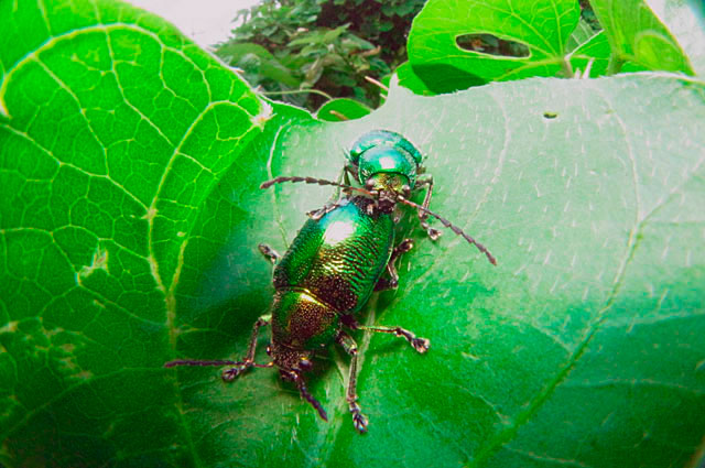 ツツサルハムシ