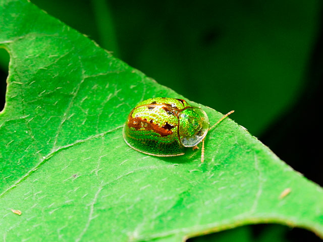 タテスジヒメジンガサハムシ