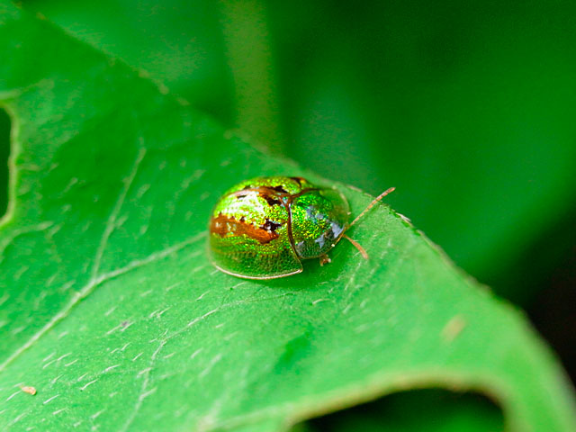 タテスジヒメジンガサハムシ